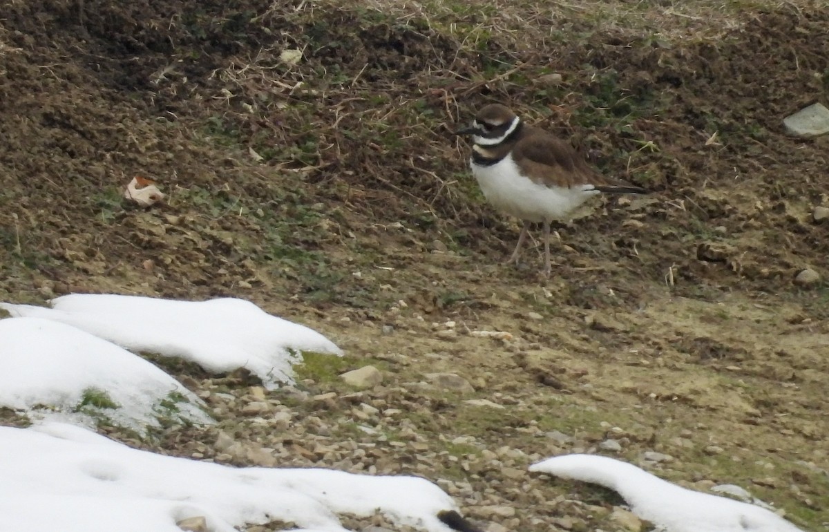 kulík rezavoocasý - ML646472795