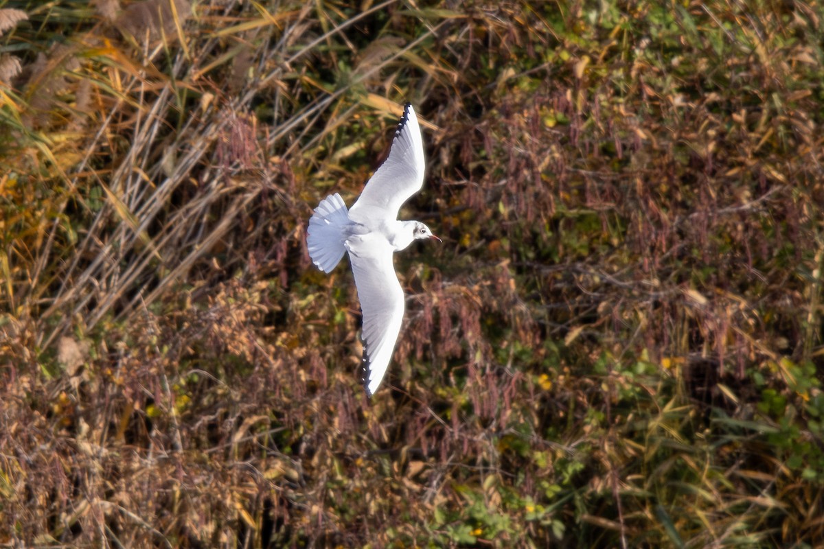 Black-headed Gull - ML646472797