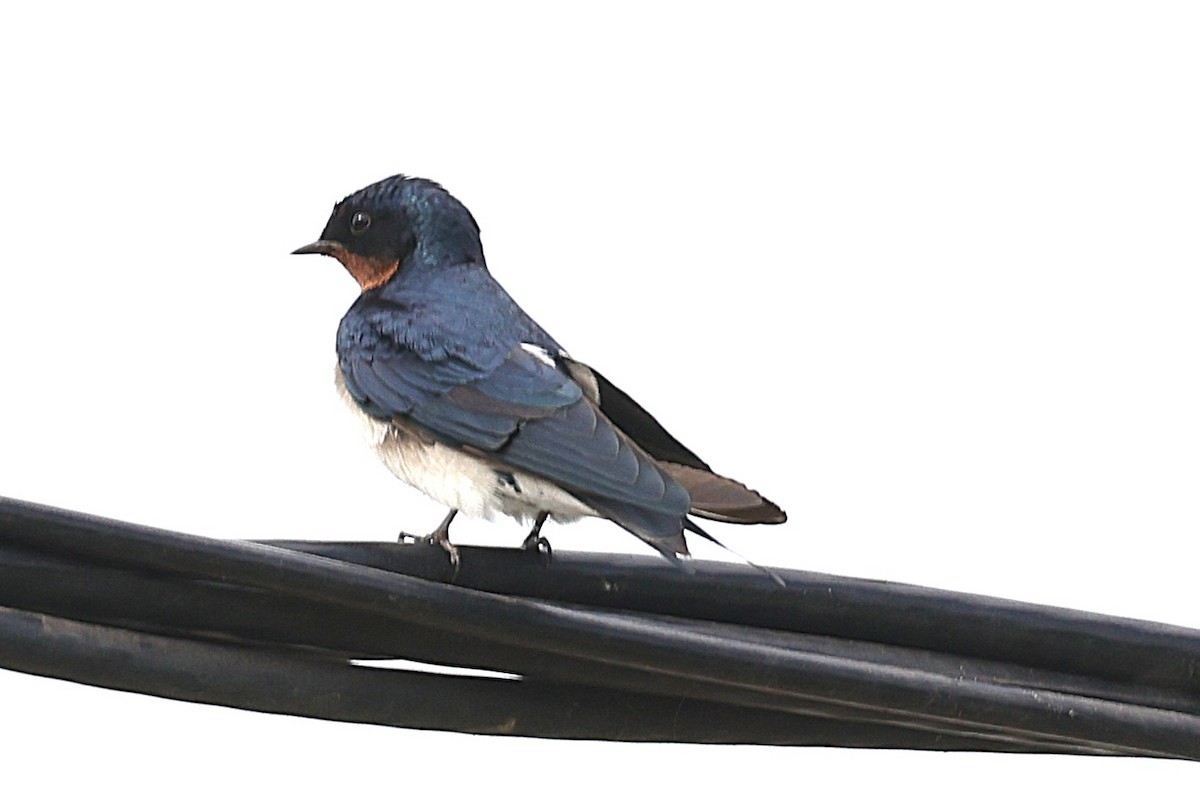 Red-chested Swallow - ML646472798