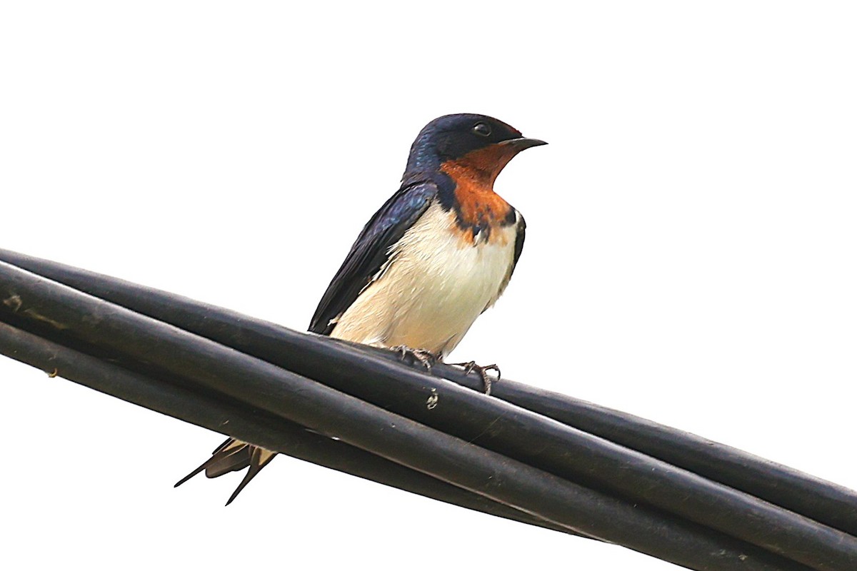 Red-chested Swallow - ML646472799