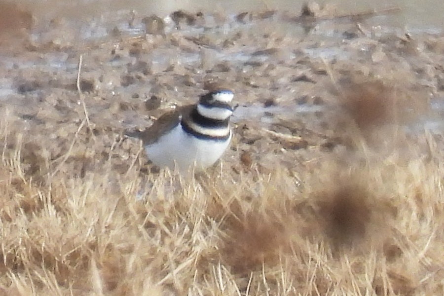 Killdeer - ML646472800