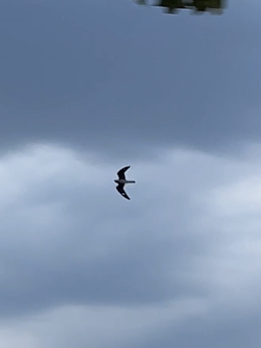 Common Nighthawk - ML646472801