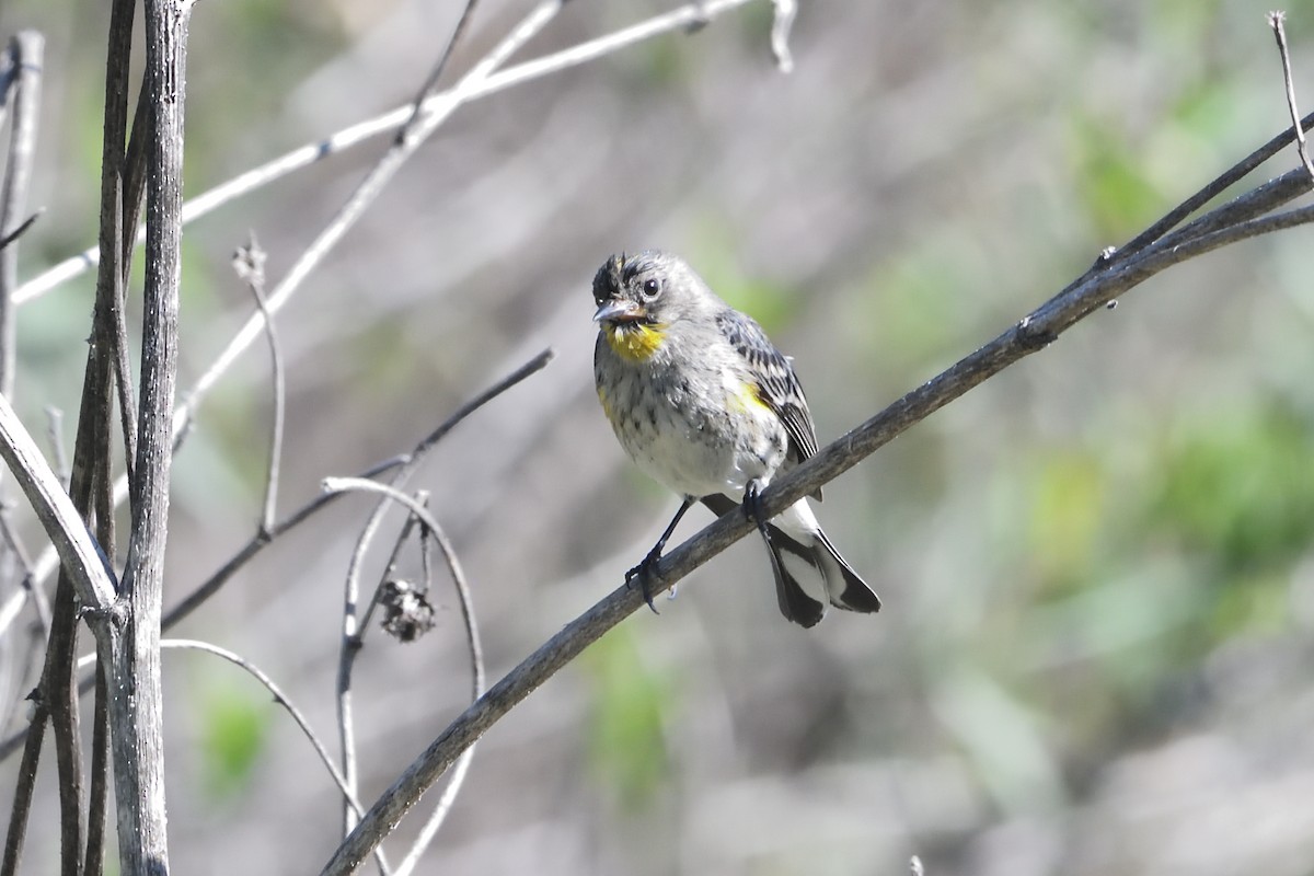 lesňáček žlutoskvrnný - ML646472803