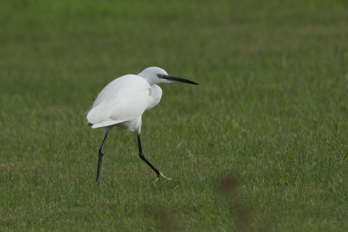 Little Egret - ML646472807