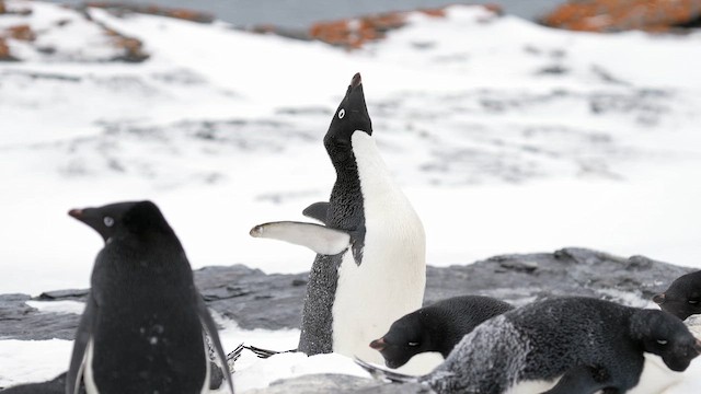Adelie Penguin - ML646472808