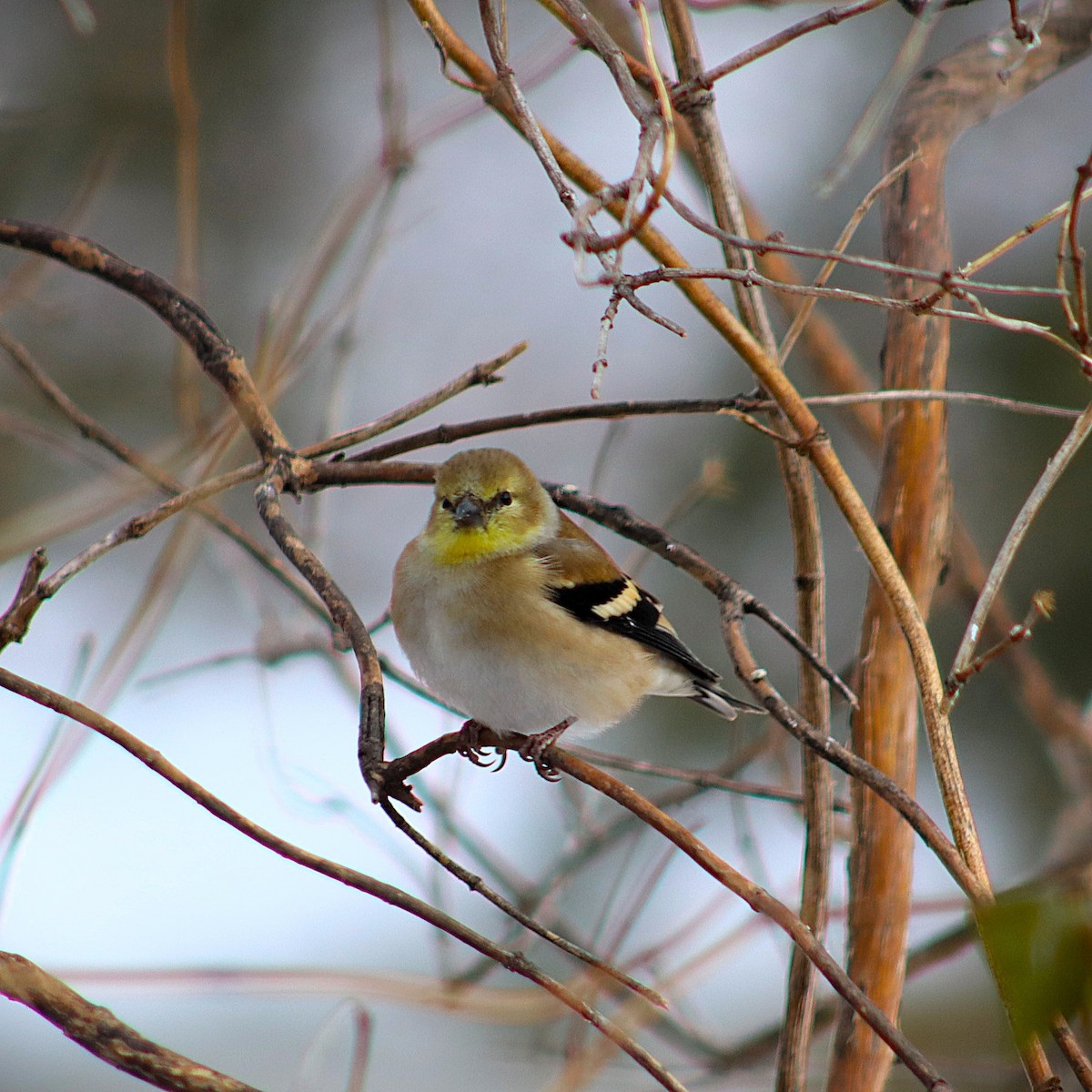 American Goldfinch - ML646472809