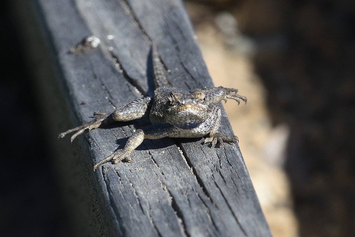 Amphibians - ML646472810