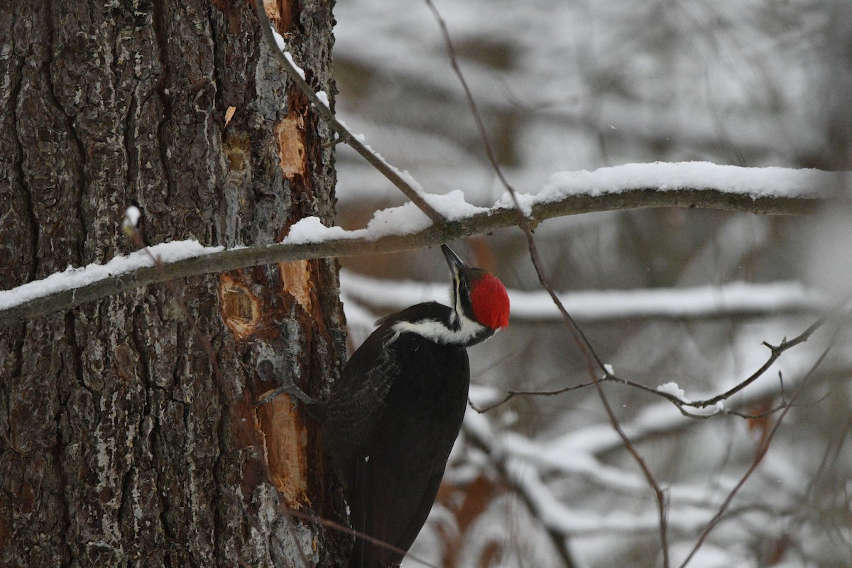 エボシクマゲラ - ML646472814