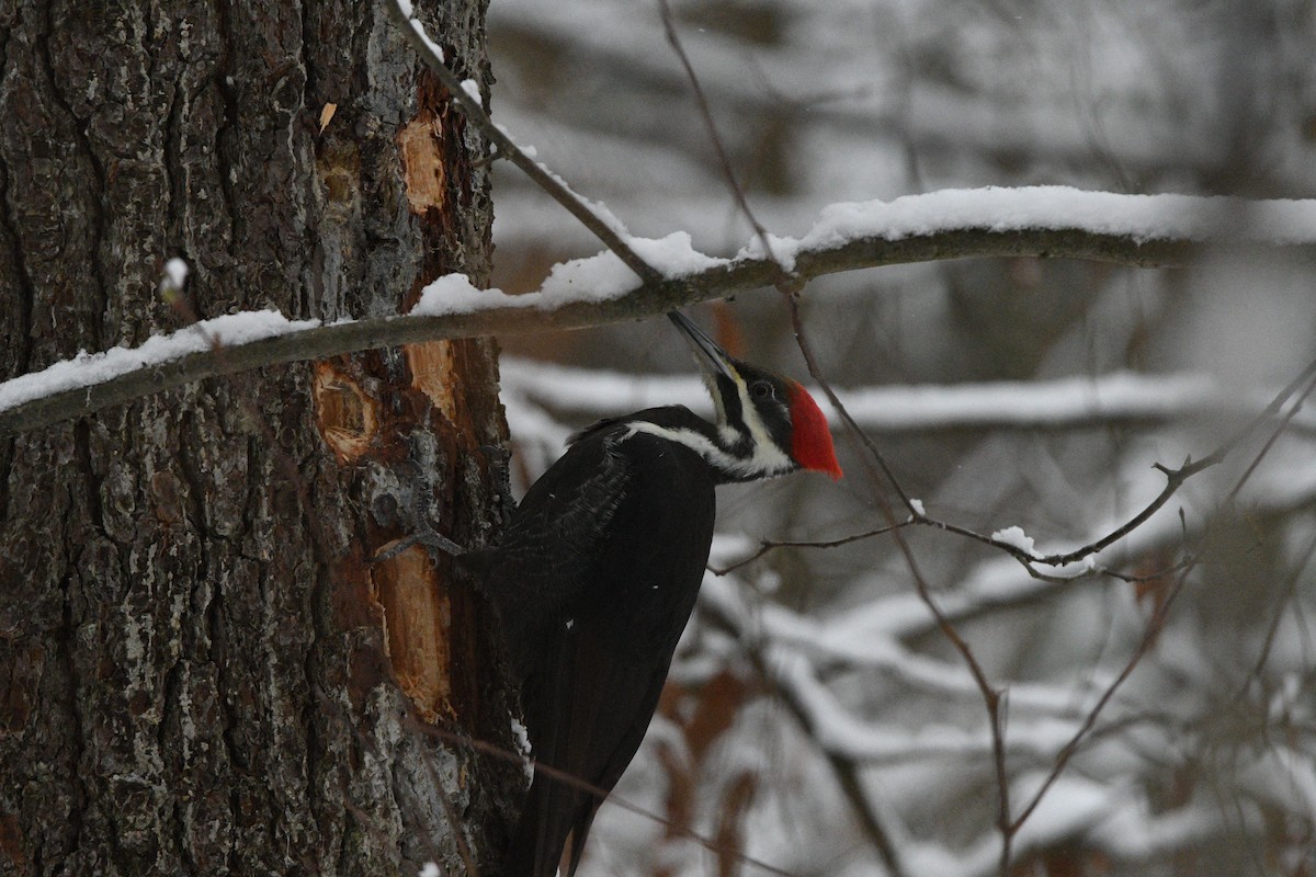 エボシクマゲラ - ML646472815