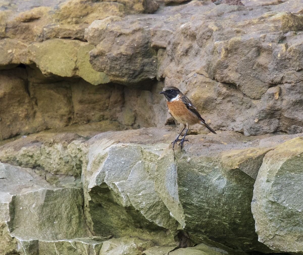 European Stonechat - ML646472816