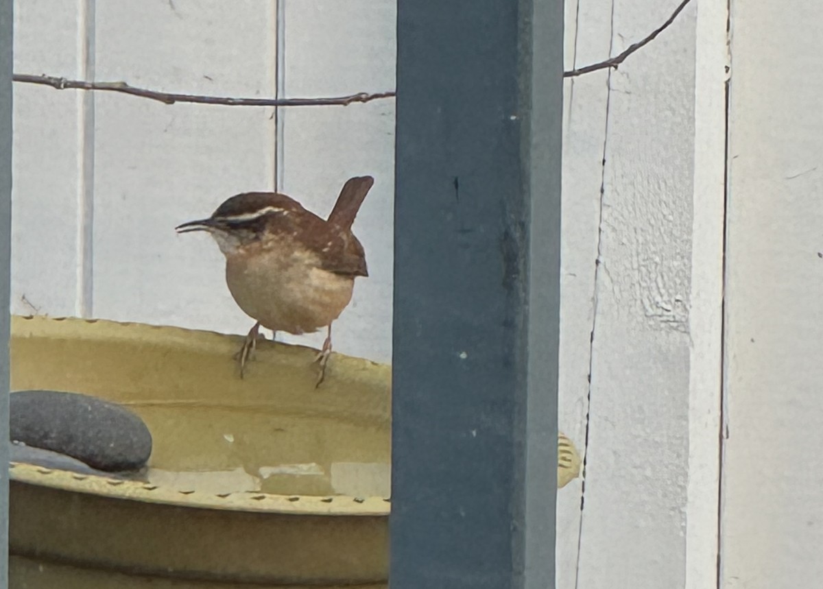 Carolina Wren - ML646472819