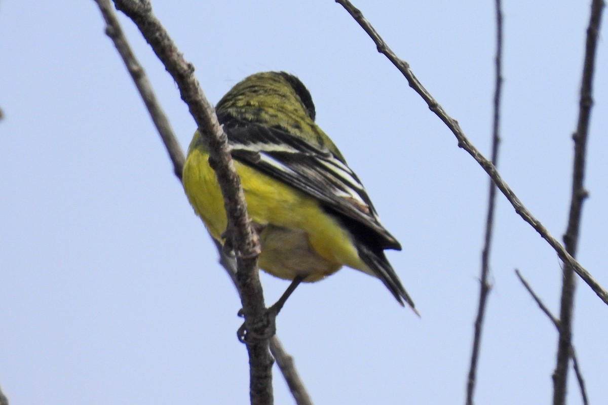 Lesser Goldfinch - ML646472820