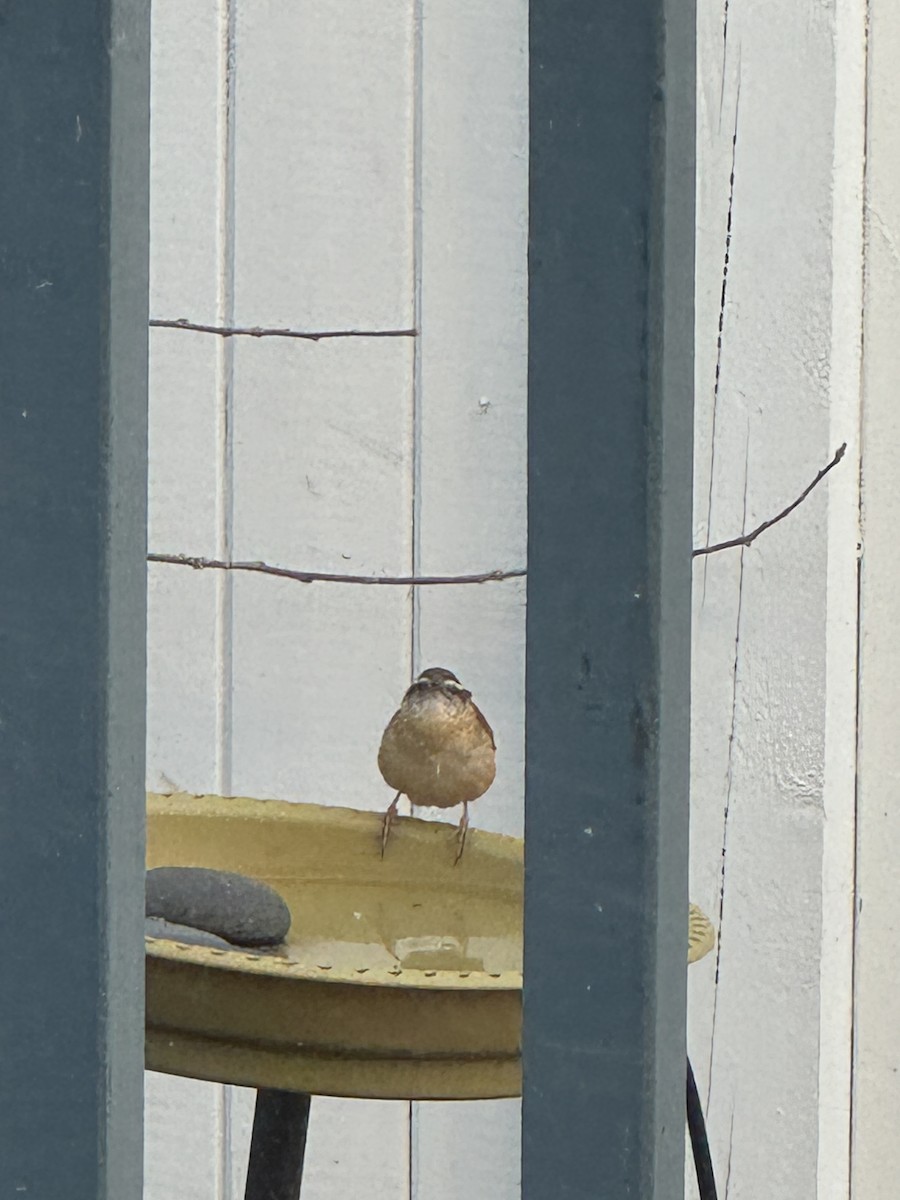 Carolina Wren - ML646472821