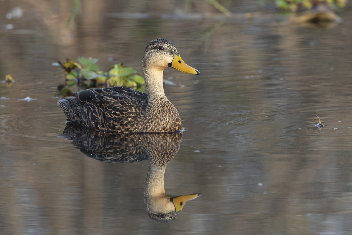 Mottled Duck - ML646472823