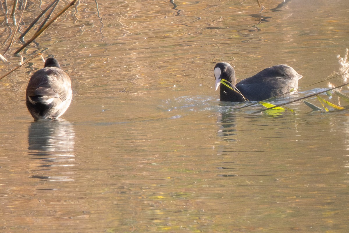 Eurasian Coot - ML646472825