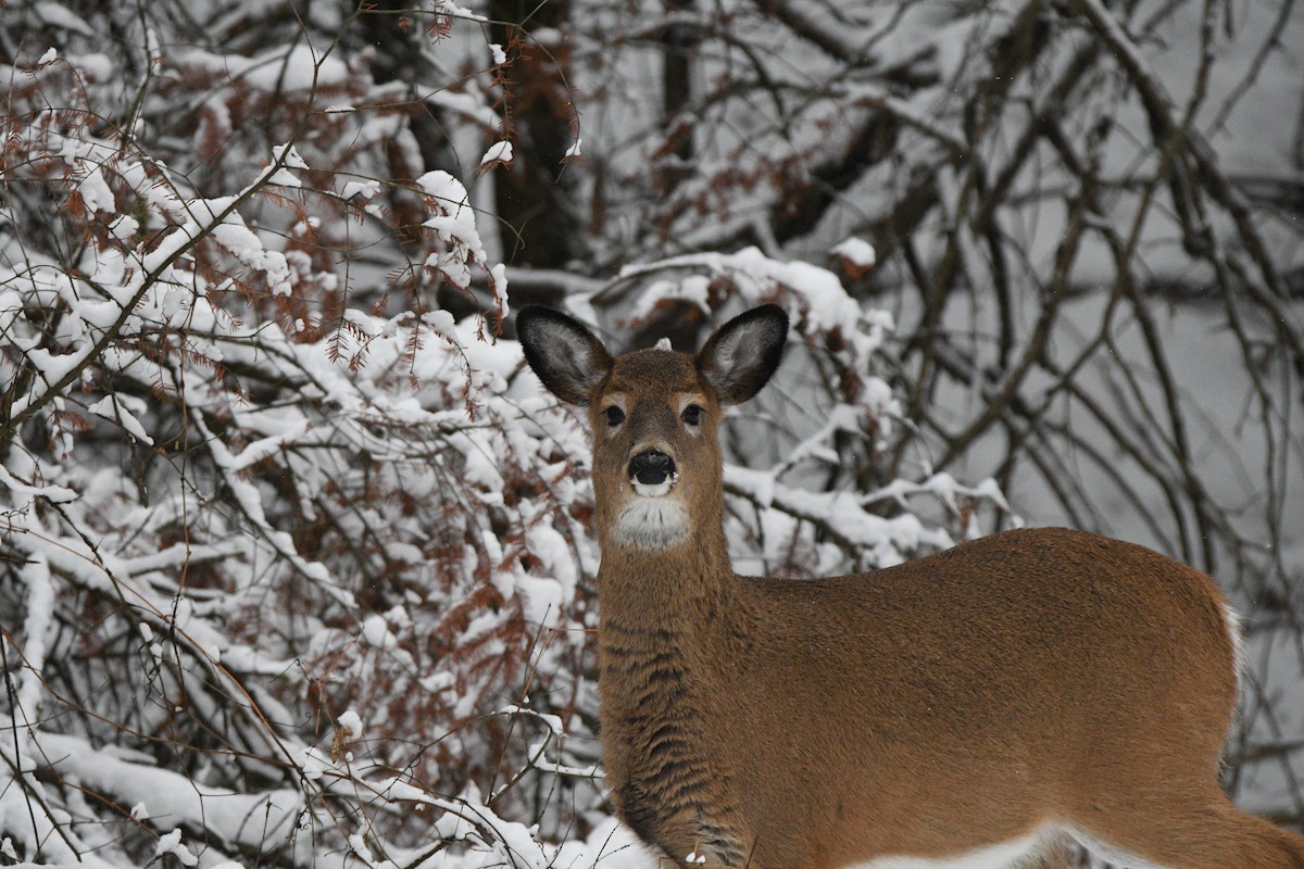 Animali - ML646472826