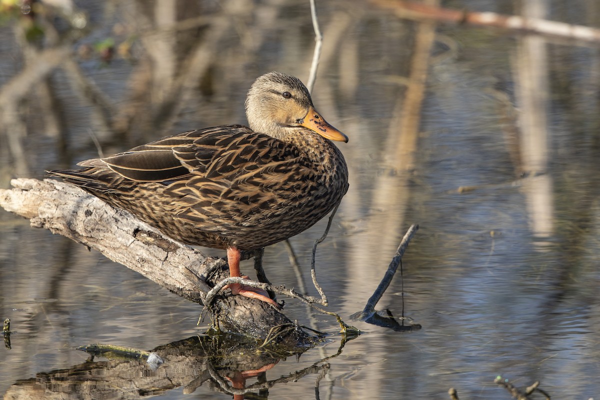 Mottled Duck - ML646472827