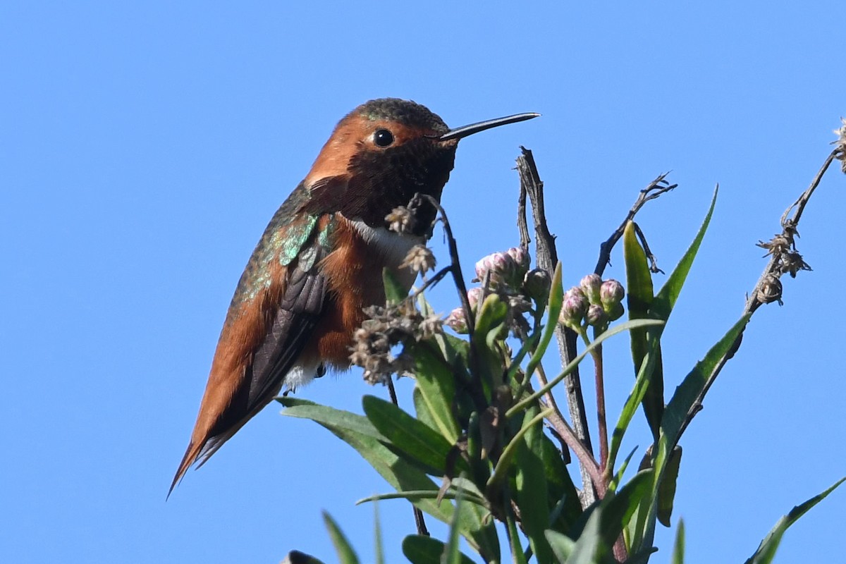 kalypta Allenova - ML646472828