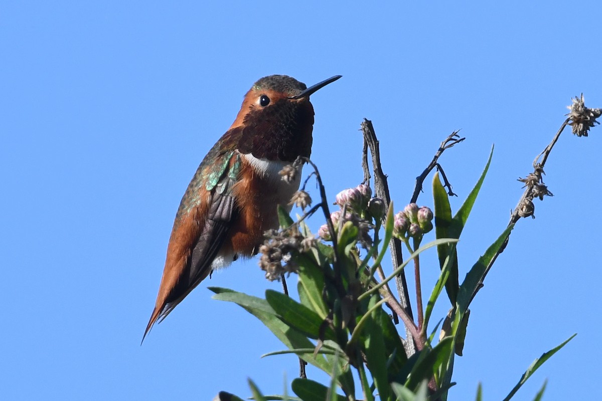 kalypta Allenova - ML646472829