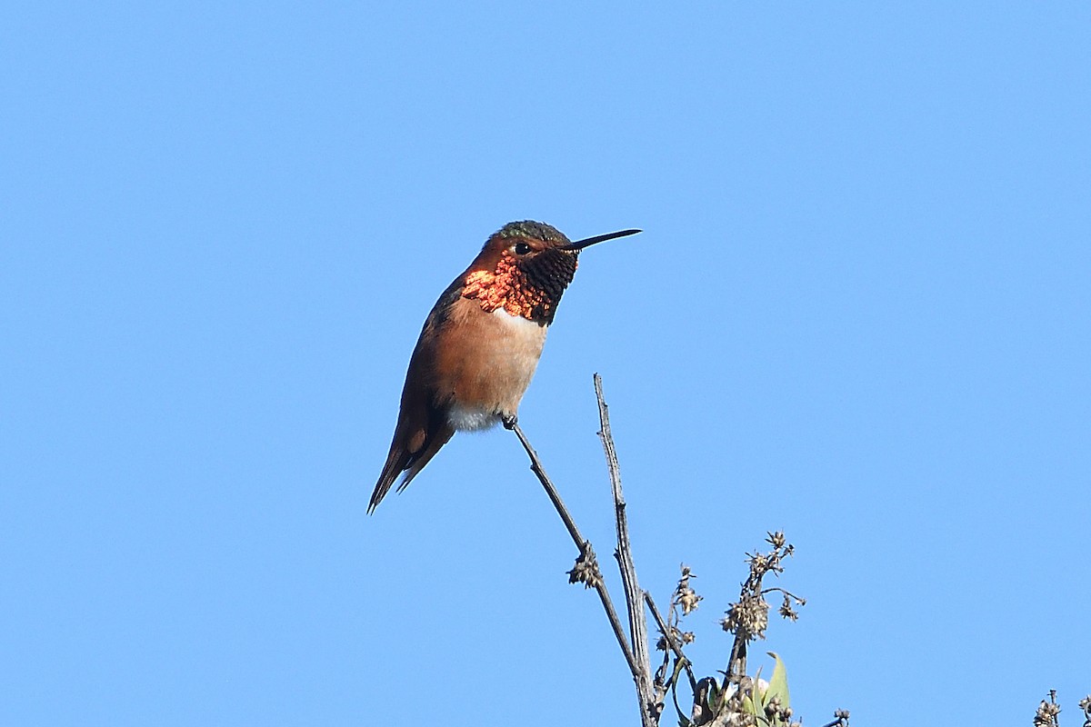 kalypta Allenova - ML646472830