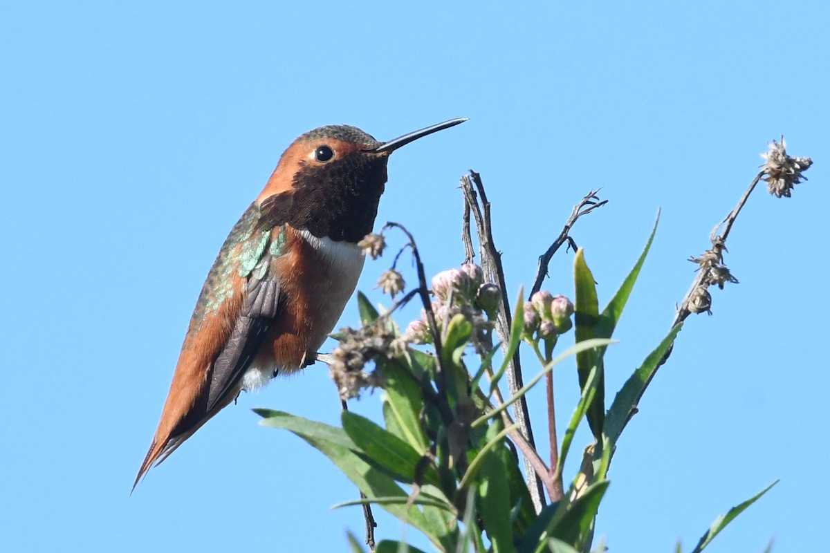 kalypta Allenova - ML646472831