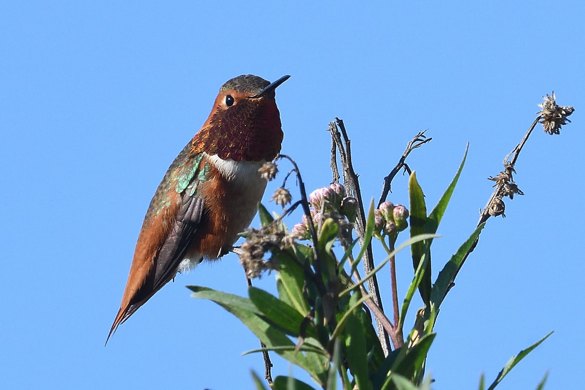 kalypta Allenova - ML646472832