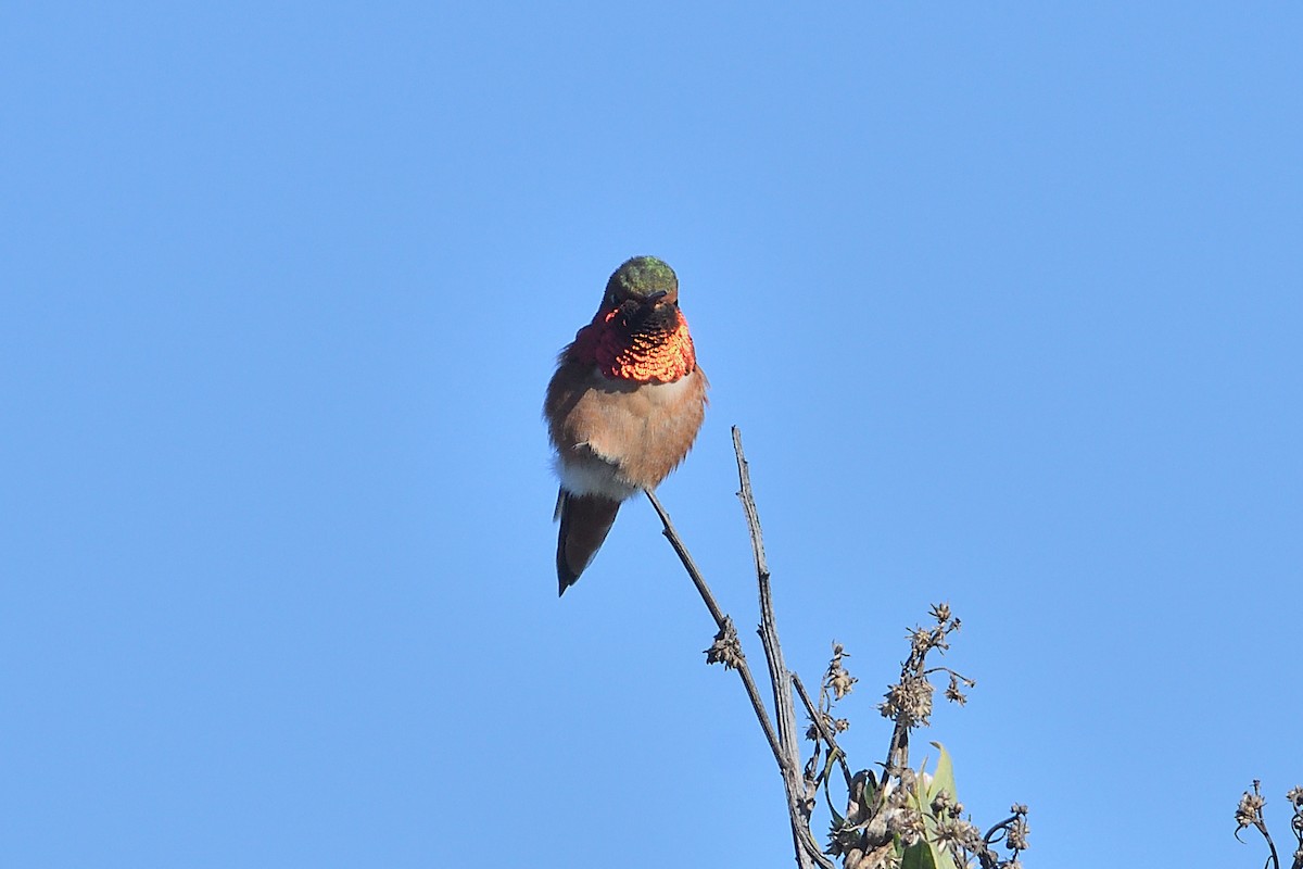 kalypta Allenova - ML646472833