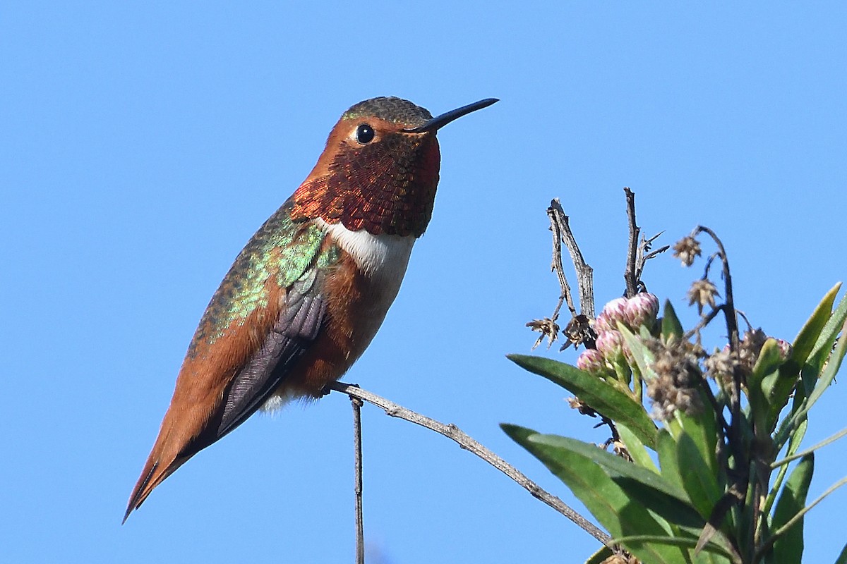 kalypta Allenova - ML646472834