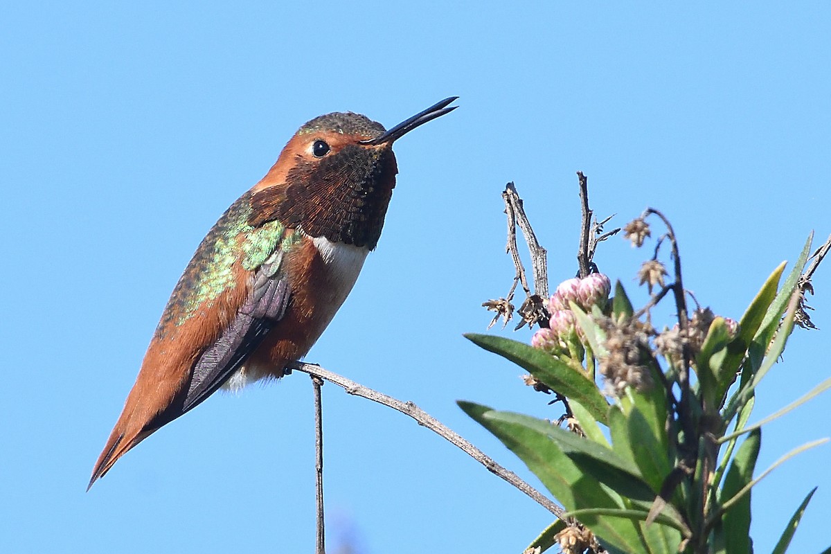 kalypta Allenova - ML646472835