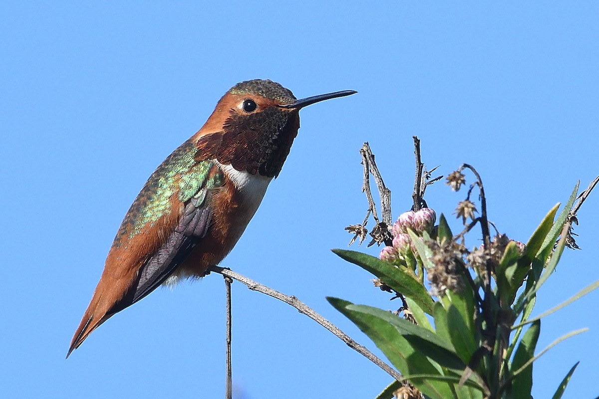 kalypta Allenova - ML646472836