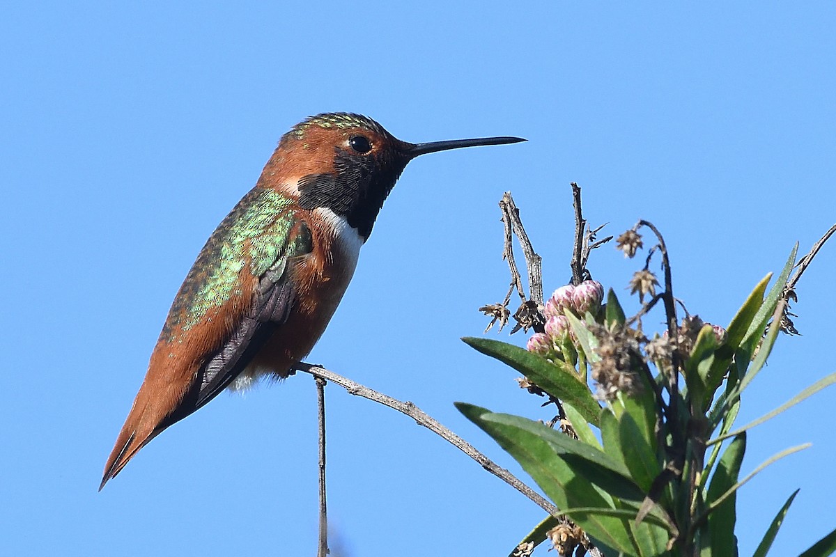 kalypta Allenova - ML646472837