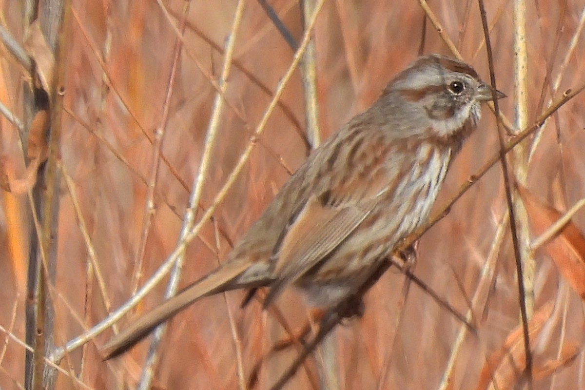 Song Sparrow - ML646472840