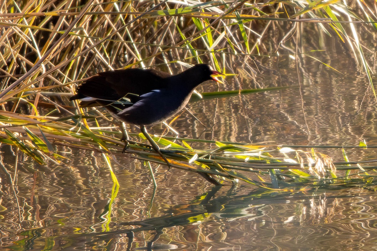 Eurasian Moorhen - ML646472841