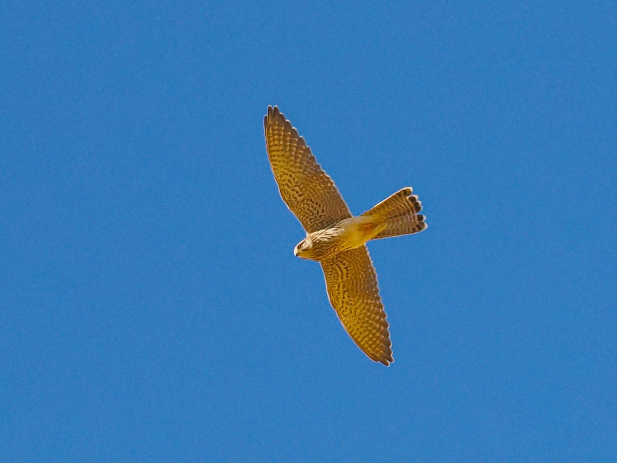Eurasian Kestrel - ML646472842