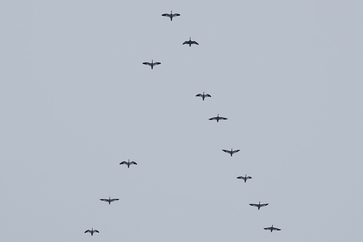 Snow Goose - ML646472843