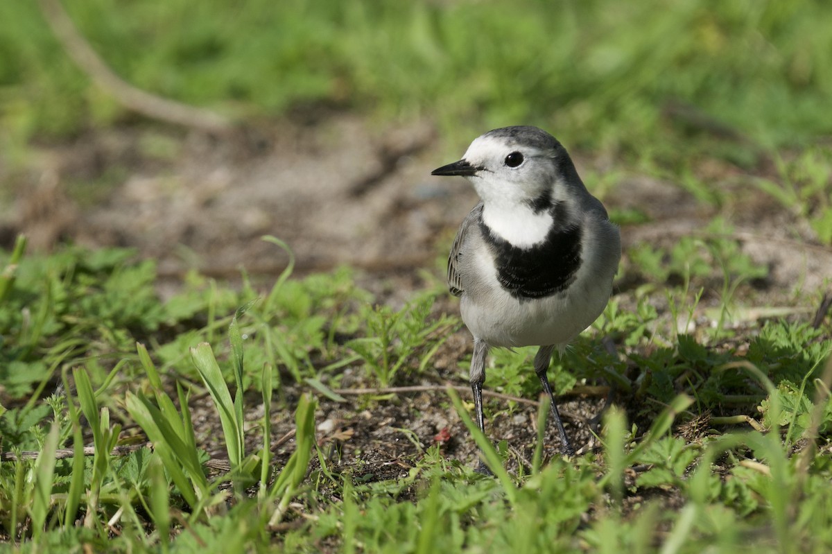 נחליאלי לבן - ML646472845