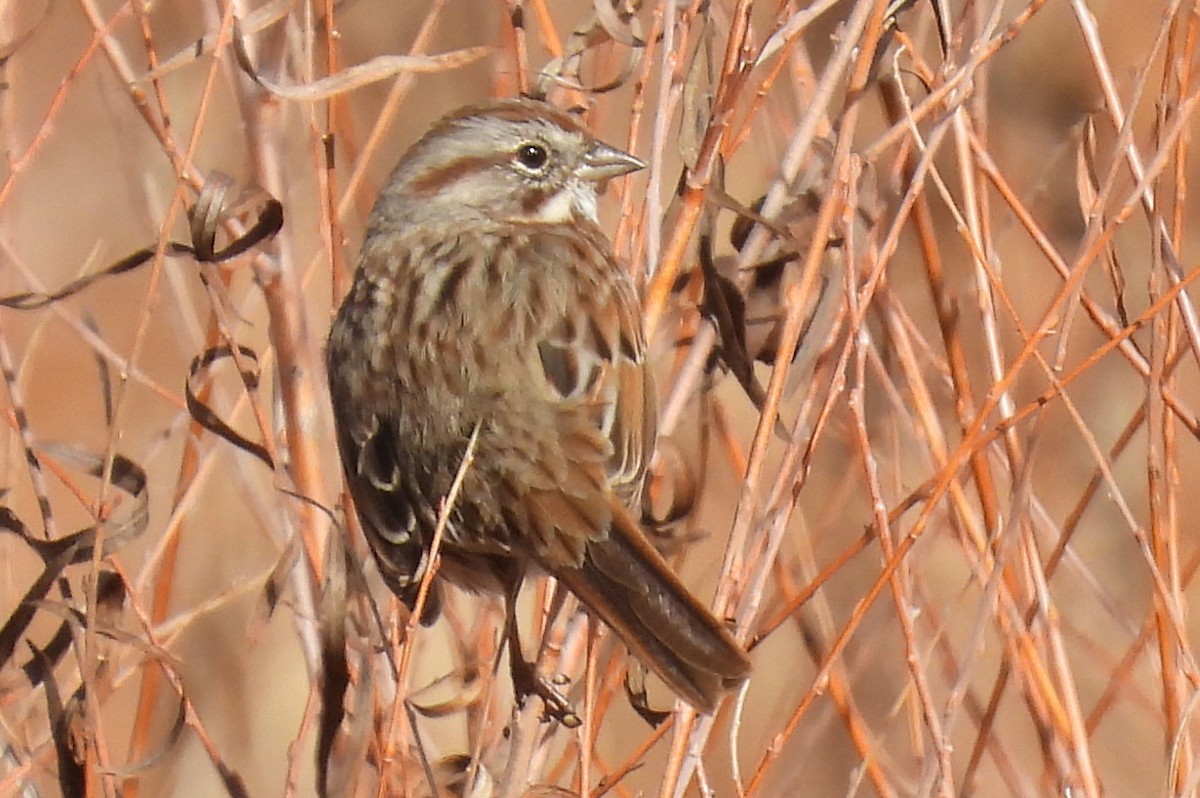 Song Sparrow - ML646472848