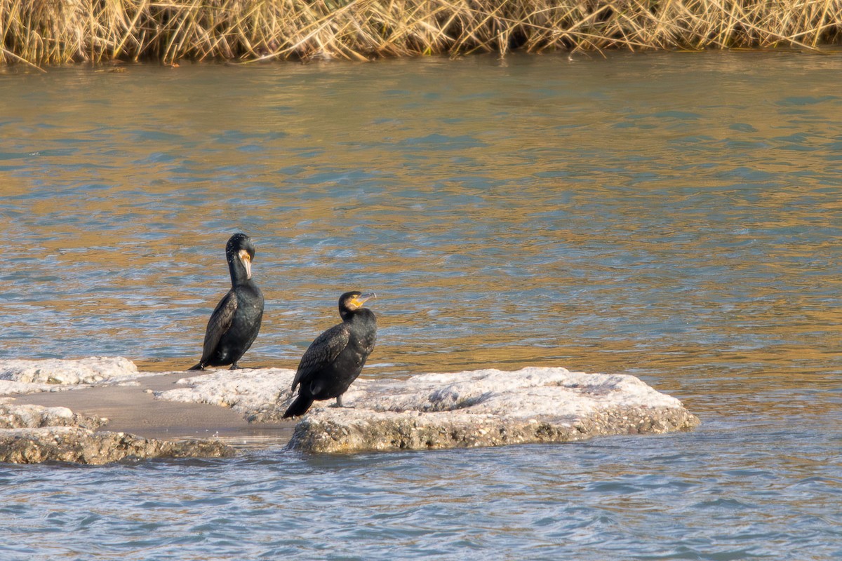 kormorán velký - ML646472849