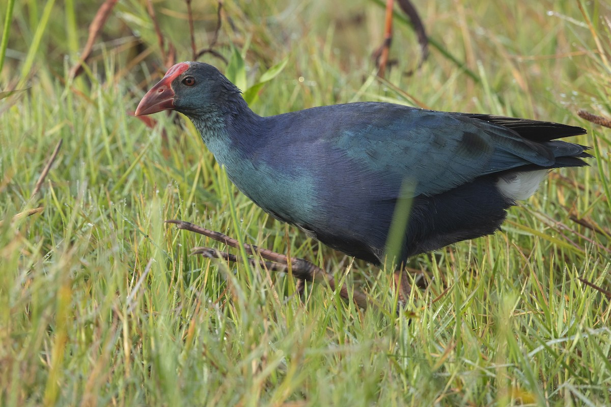 Gray-headed Swamphen - ML646472850