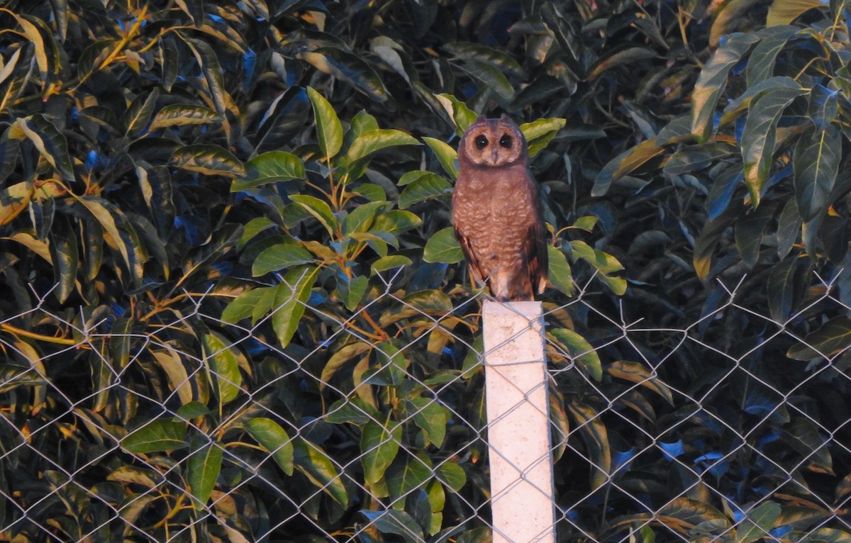 Marsh Owl - ML646472851