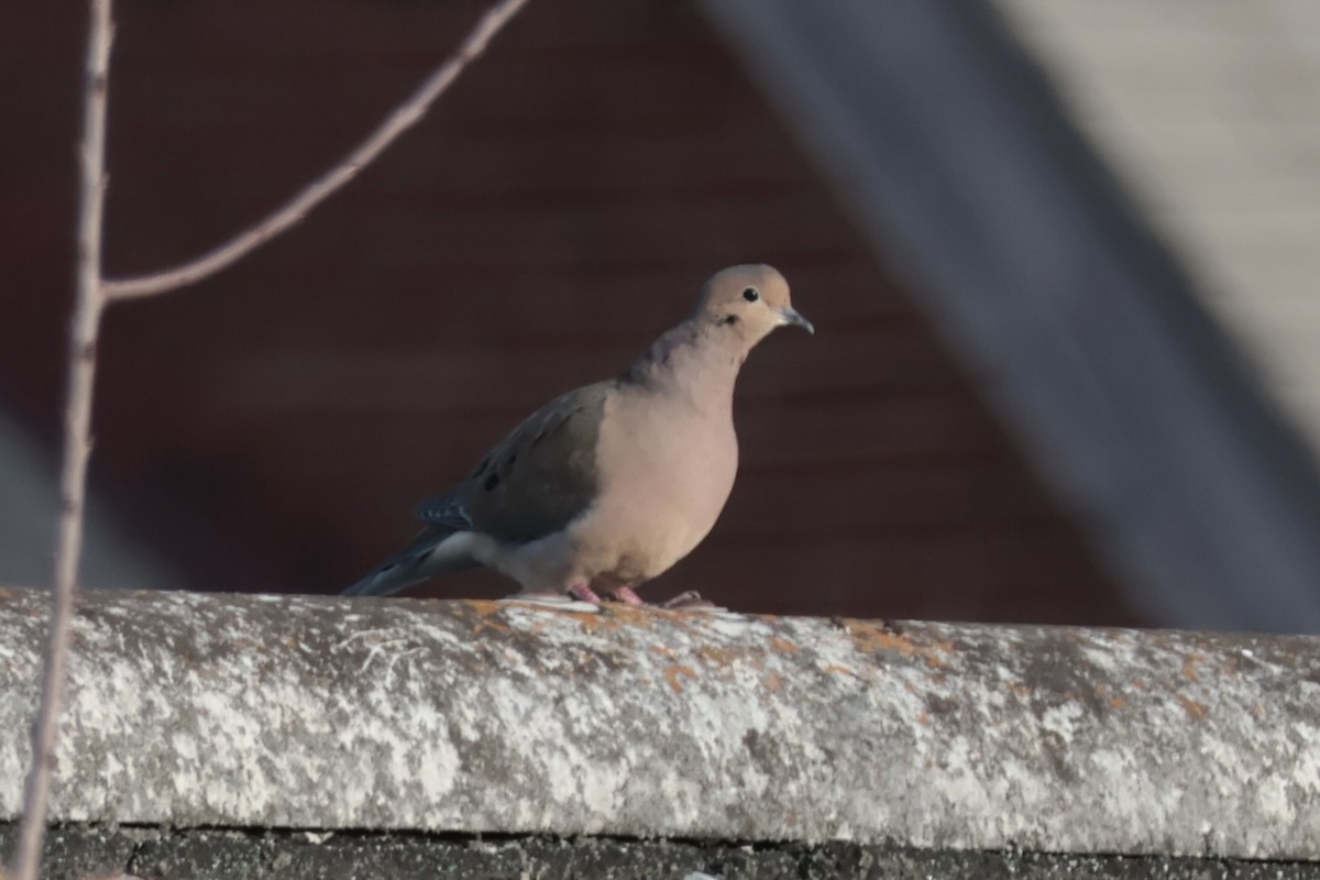 Mourning Dove - ML646472852