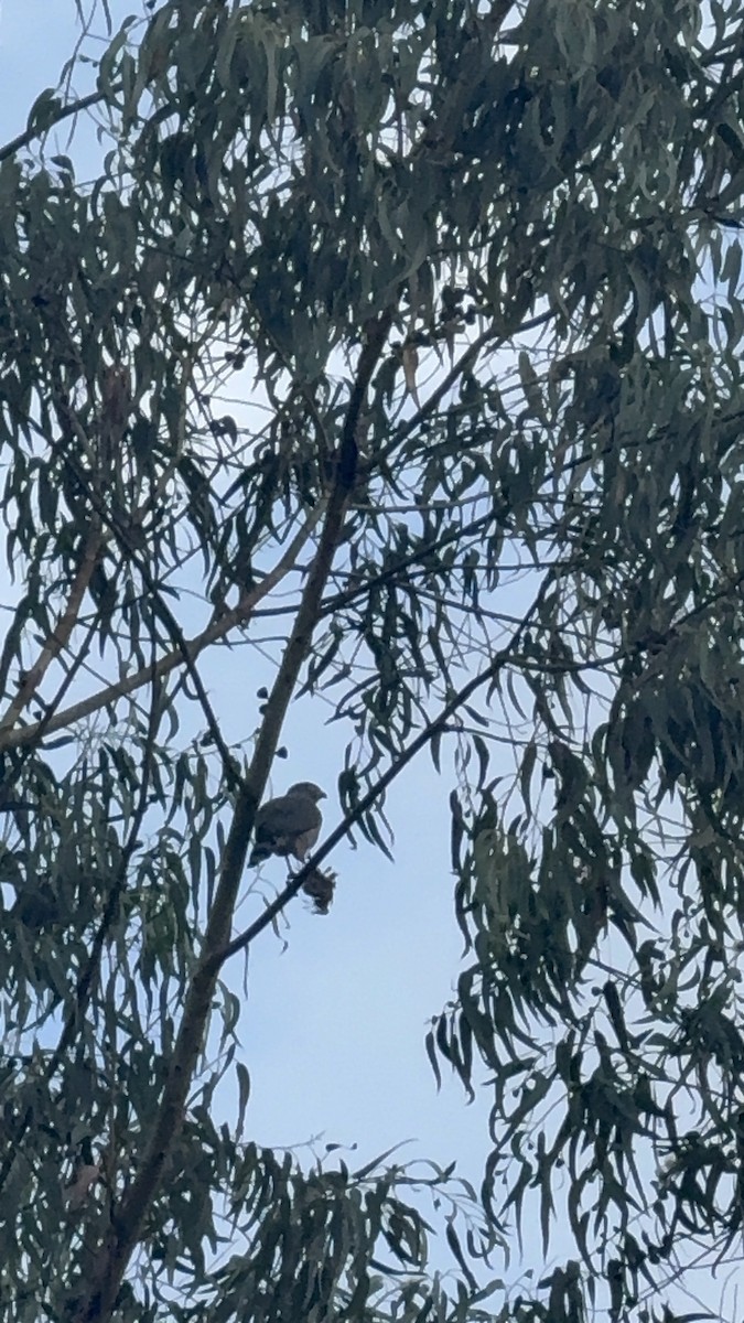 Roadside Hawk - ML646472853