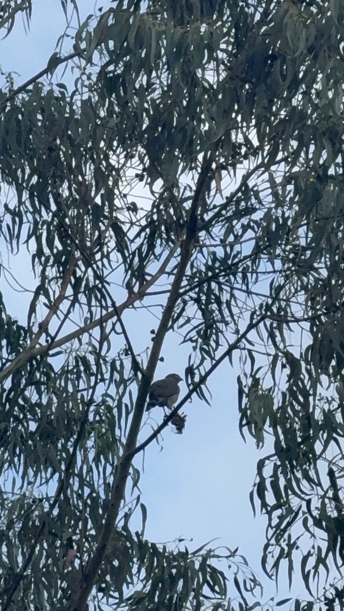 Roadside Hawk - ML646472854