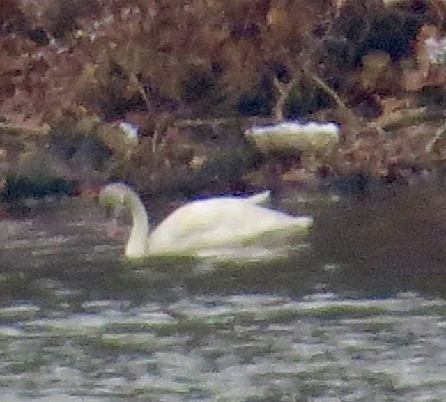 Tundra Swan - ML646472855