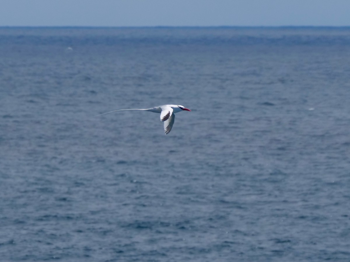 Red-billed Tropicbird - ML646472856