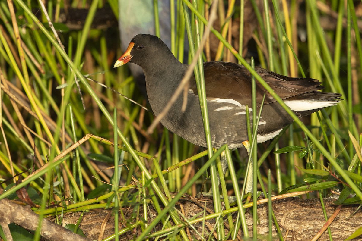 Common Gallinule - ML646472863