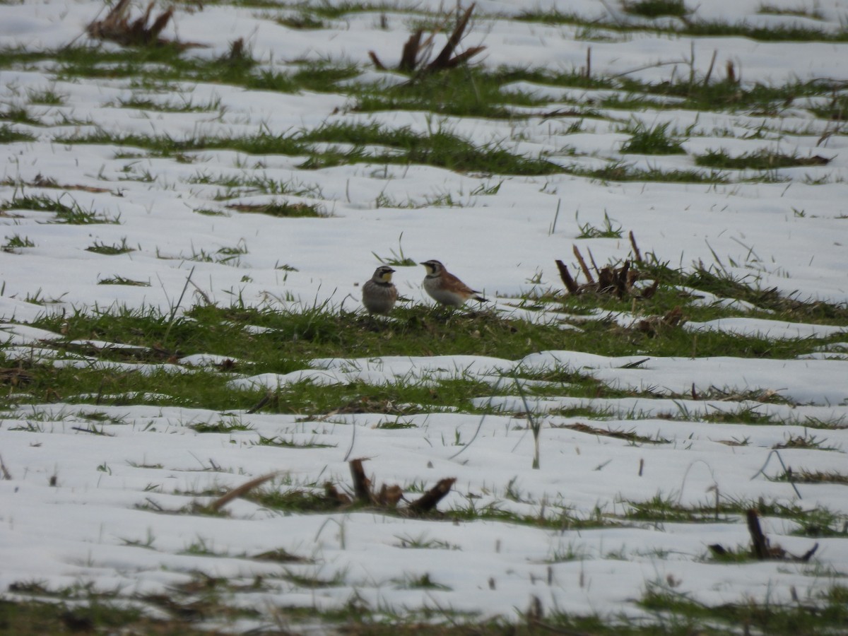 Horned Lark - ML646472864