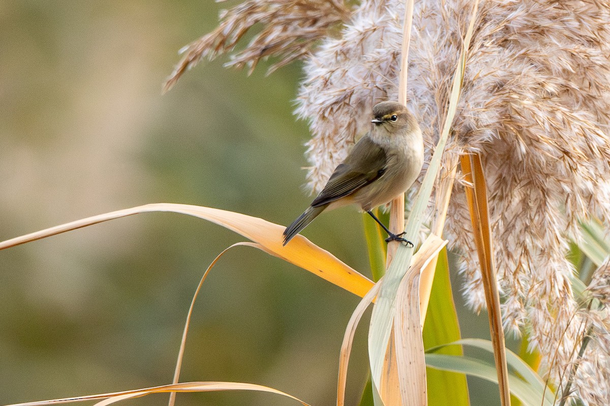 Common Chiffchaff - ML646472865