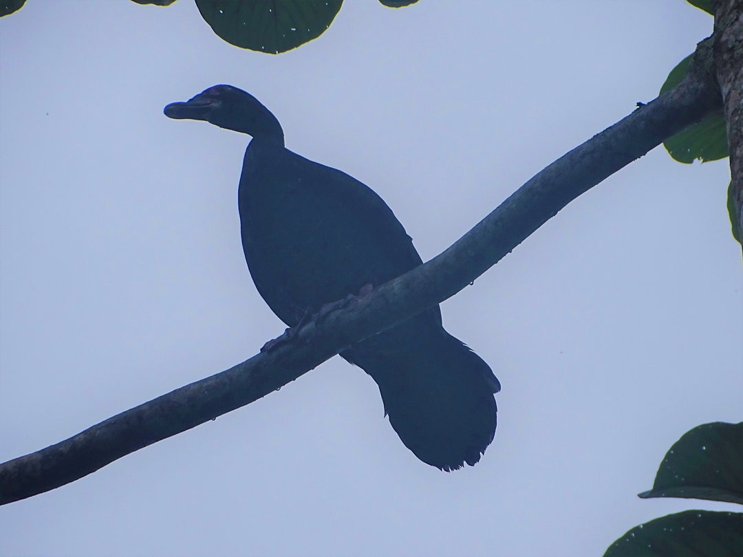 ברבר - ML646472866