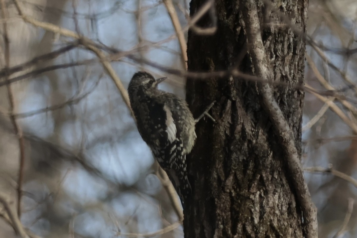 Yellow-bellied Sapsucker - ML646472868
